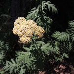 Tanacetum macrophyllum - Großblättrige Wucherblum e