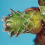 Taxodium distichum - Sumpfzypresse