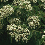 Tetradium daniellii - Samthaarige Stinkesche, Bienenbaum