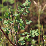 Thalictrum minus - Kleine Wiesenraute