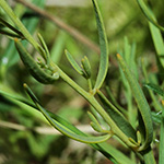 Thesium pyrenaicum - Pyrenäen-Leinblatt