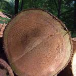 Thuja plicata - Riesen-Lebensbaum