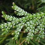 Thujopsis dolabrata - Hiba-Lebensbaum