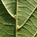 Tilia vulgaris - Holländische Linde