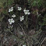 Torilis arvensis - Acker-Klettenkerbel