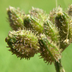 Torilis japonica - Japanischer Klettenkerbel