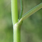 Torilis japonica - Japanischer Klettenkerbel