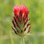 Trifolium incarnatum - Inkarnat-Klee