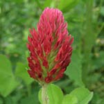 Trifolium incarnatum - Inkarnat-Klee
