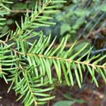 Tsuga heterophylla - Westliche Hemlocktanne