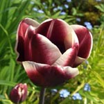 Tulipa Fontainebleau