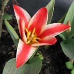 Tulipa Pinocchio (greigii)