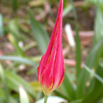 Tulipa acuminata - Horn-Tulpe