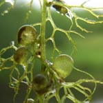 Utricularia australis - Übersehener Wasserschlauch