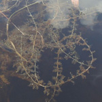 Utricularia minor - Kleiner Wasserschlauch
