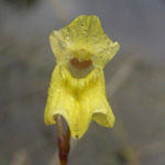 Utricularia minor - Kleiner Wasserschlauch
