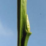 Vaccinium myrtillus - Blaubeere Heidelbeere