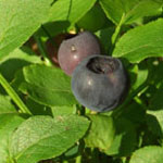 Vaccinium myrtillus - Blaubeere, Heidelbeere