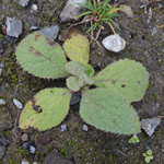 Verbascum thapsus - Kleinblätige Königskerze