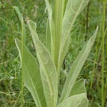 Verbascum thapsus - Kleinblütige Königskerze