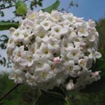 Viburnum burkwoodii - Oster-Schneeball