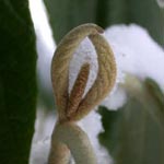 Viburnum rhytidophyllum - Runzelblättriger Schneeball