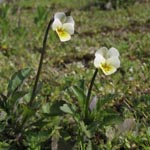 Viola arvensis - Acker-Stiefmütterchen