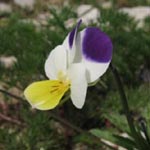 Viola arvensis - Acker-Stiefmütterchen