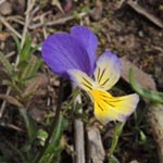 Viola calaminaria - Galmei-Veilchen
