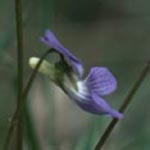 Viola canina - Hunds-Veilchen