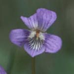Viola canina - Hunds-Veilchen