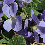 Viola hirta - Rauhaariges Veilchen