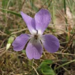Viola hirta - Rauhaariges Veilchen