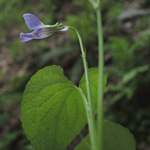 Viola mirabilis - Wunder-Veilchen