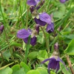 Viola odorata - Duft-Veilchen, März-Veilchen