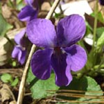 Viola odorata - Duft-Veilchen, März-Veilchen