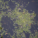 Wolffia arrhiza - Zwergwasserlinse