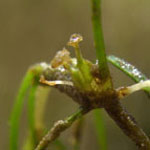 Zannichellia palustris - Sumpf-Teichfaden