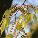 Zelkova carpinifolia - Kaukasische Zelkove