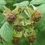 Rubus idaeus - Himbeere