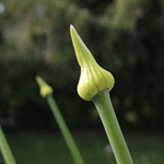 Allium cepa - Gemüsezwiebel