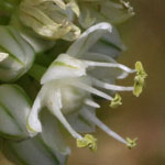 Allium cepa - Gemüsezwiebel
