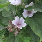 Althaea officinalis - Echter Eibisch