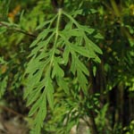 Ambrosia artemisifolia - Beifuß-Ambrosie