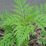 Ambrosia artemisifolia - Beifu�-Ambrosie