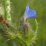 Anchusa arvensis - Acker-Krummhals
