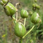 Anthericum liliago - Traubige Graslilie