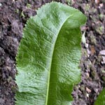 Armoracia rusticana - Meerrettich