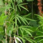 Artemisia verlotiorum - Kamtschatka-Beifuß