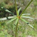 Asperula arvensis - Acker-Meier